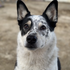 Fundraising Page: Katie Baryski